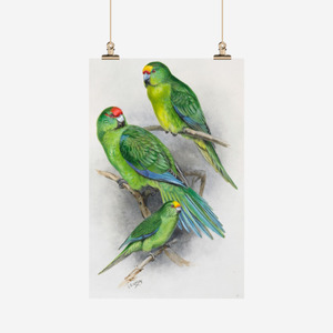 Kitchen 1: George Lodge Tea Towel Kākāriki Parakeet