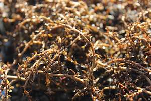 Coprosma Chch Canterbury: Coprosma Temple Valley