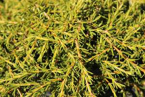 Coprosma Chch Canterbury: Coprosma acerosa Hawera