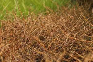 Coprosma Chch Canterbury: Coprosma acerosa Red Rocks
