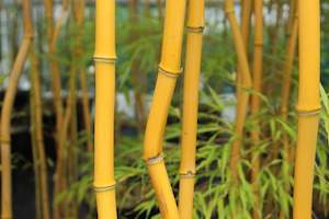Bamboo Chch Canterbury: Phyllostachys aureosulcata Laura Kemple