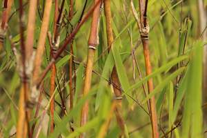 Bamboo Chch Canterbury: Thamnocalamus crassinodus Gosainkund