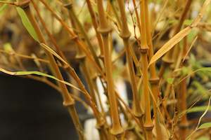 Chimonobambusa tumidissinoda