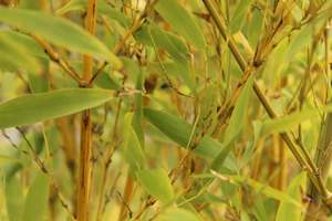 Phyllostachys nigra Henonis