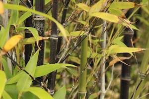 Bamboo Chch Canterbury: Phyllostachys nigra