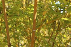 Bamboo Chch Canterbury: Phyllostachys edulis