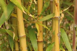 Bamboo Chch Canterbury: Phyllostachys atrovarginata