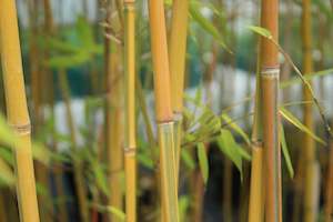 Phyllostachys Aurea Koi
