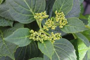 Camellia Chch Canterbury: Hydrangea macrophylla Bridal Bouquet