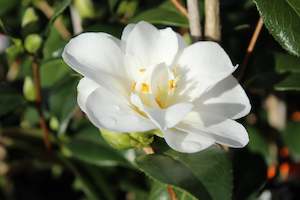 Camellia Silver Tower