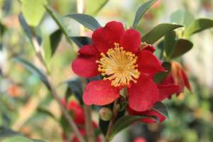 Camellia Chch Canterbury: Camellia sasanqua Yuletide
