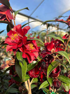 Camellia Night Rider