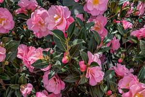Camellia Nicky Crisp