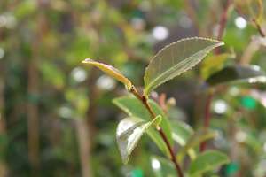 Camellia Early Pearly