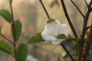 Camellia Chch Canterbury: Camellia Cinnamon Cindy