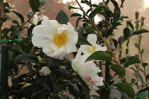 Camellia Blizzard