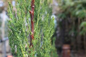Conifers Chch Canterbury: Cupressus Green Arrow