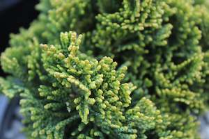 Chamaecyparis obtusa Nana
