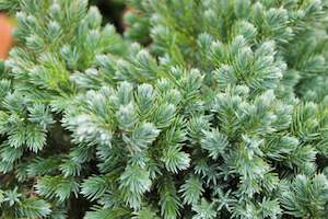 Conifers Chch Canterbury: Juniperus squamata blue star