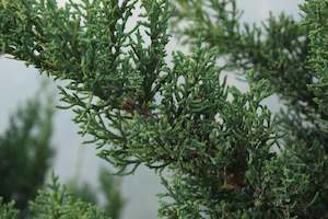 Juniperus chinensis robusta green