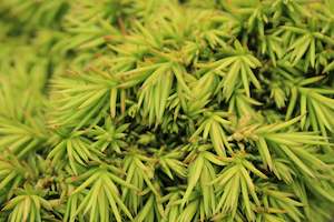 Cryptomeria japonica Tenzan