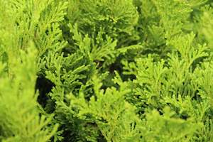 Conifers Chch Canterbury: Chamaecyparis obtusa fanfare