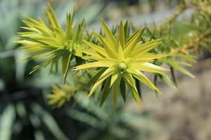 Conifers Chch Canterbury: Araucaria angustifolia