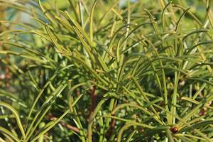 Conifers Chch Canterbury: Sciadopitys verticillata