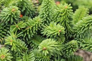 Abies balsamea Hudsonia
