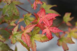 Deciduous: Acer Shindeshojo