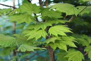 Acer japonicum Vitifolium