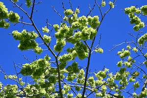 Deciduous: Ulmus Horizontalis