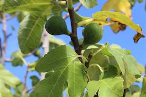 Deciduous: Fig Brown Turkey