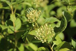 Deciduous: Cornus stolonifera Flaviramea