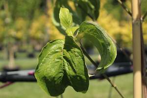 Deciduous: Cornus florida Cloud 9