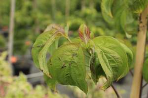 Cornus florida Cherokee Chief