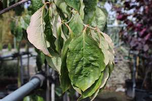 Deciduous: Cornus Eddies White Wonder