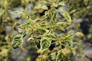 Deciduous: Cornus alternifolia Argentea