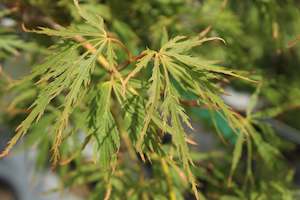Deciduous: Acer viridis
