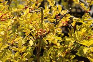 Edibles Chch Canterbury: Zanthoxylum simulans