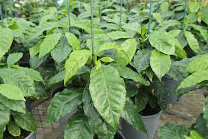 Edibles Chch Canterbury: Coffea Arabica