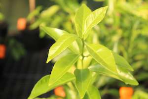 Citrus mandarin Bay Sweetie