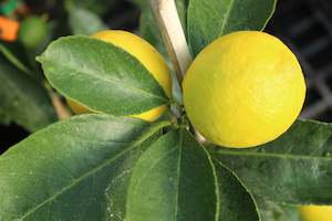 Citrus dwarf bearrs Tahitian Lime