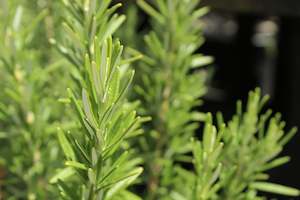 Rosemary September Blue