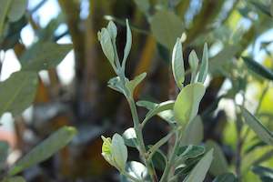 Edibles Chch Canterbury: Feijoa Mammoth