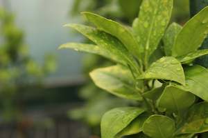 Edibles Chch Canterbury: Citrus orange Harwood Late