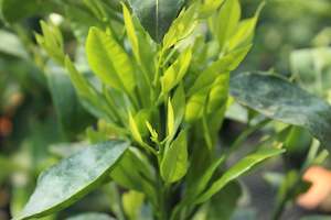 Citrus Mandarin Miho