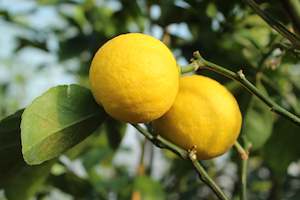 Citrus Lemon Meyer