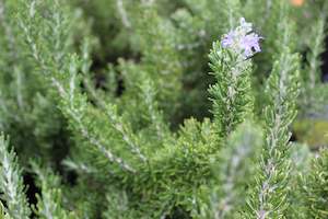 Rosmarinus Lockwood de Forest