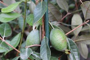 Edibles Chch Canterbury: Feijoa Arhart